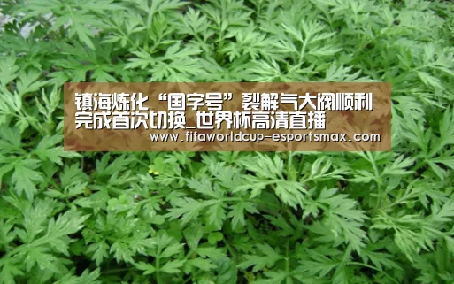 世界杯最新地址